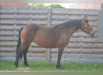 Other Breeds, Mare, 15 years, 14.1 hh, Brown
