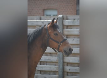 Other Breeds, Mare, 15 years, 14.1 hh, Brown