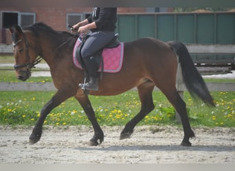 Other Breeds, Mare, 15 years, 14.1 hh, Brown