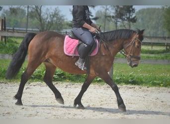 Other Breeds, Mare, 15 years, 14.1 hh, Brown