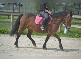 Other Breeds, Mare, 15 years, 14.1 hh, Brown