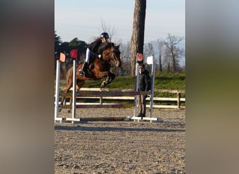 Other Breeds, Mare, 15 years, 14,1 hh, Brown