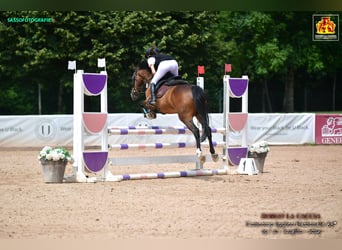 Other Breeds, Mare, 15 years, 14,1 hh, Brown