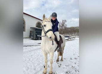 Other Breeds, Mare, 15 years, 14.2 hh, Gray
