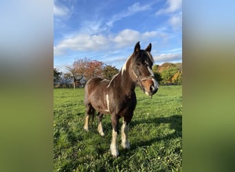 Other Breeds, Mare, 15 years, 14 hh, Pinto