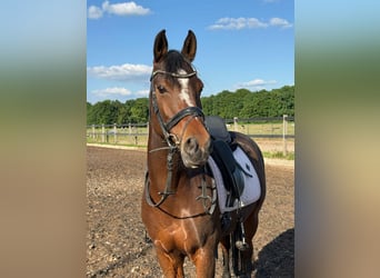 Other Breeds, Mare, 15 years, 14,1 hh, Brown