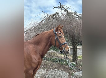 Other Breeds, Mare, 15 years, 15,1 hh, Chestnut-Red