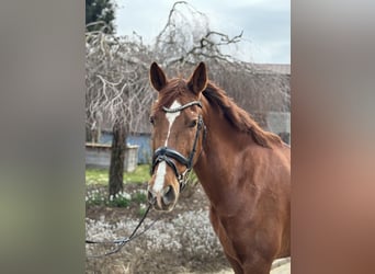 Other Breeds, Mare, 15 years, 15,1 hh, Chestnut-Red