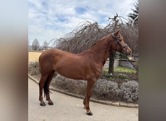 Other Breeds, Mare, 15 years, 15,1 hh, Chestnut-Red