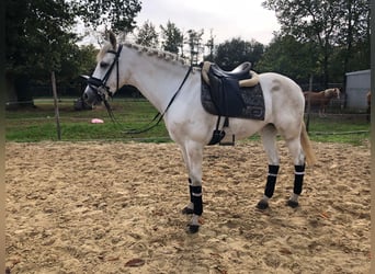 Other Breeds Mix, Mare, 15 years, 15.1 hh, Grey