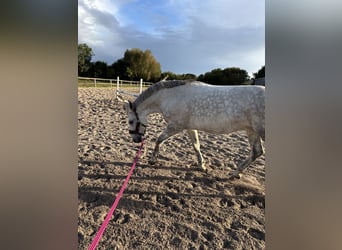 Other Breeds Mix, Mare, 15 years, 15.1 hh, Grey