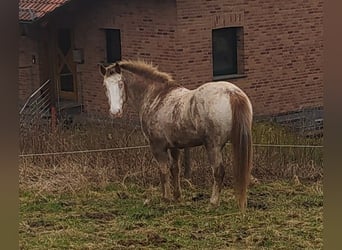 Other Breeds Mix, Mare, 15 years, 15.1 hh
