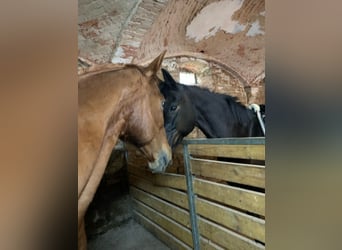 Other Breeds, Mare, 15 years, 15,2 hh, Chestnut-Red