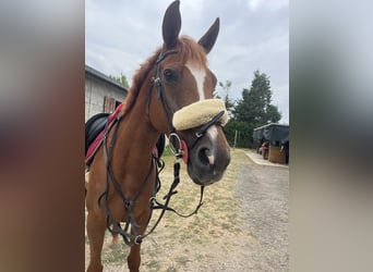 Other Breeds, Mare, 15 years, 15.2 hh, Chestnut-Red