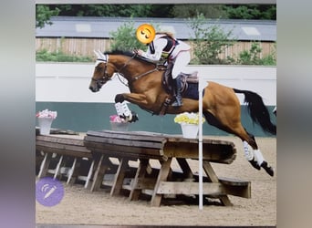 Other Breeds, Mare, 15 years, 15 hh, Bay