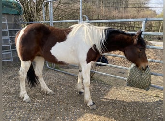 Other Breeds Mix, Mare, 15 years, 15 hh, Pinto