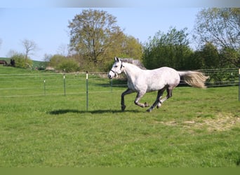 Other Breeds Mix, Mare, 15 years, 15,2 hh, Grey