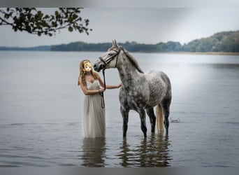 Other Breeds Mix, Mare, 15 years, 15,2 hh, Grey