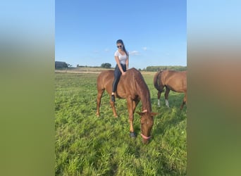 Other Breeds, Mare, 15 years, 16,1 hh, Chestnut-Red