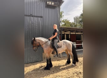 Other Breeds, Mare, 15 years
