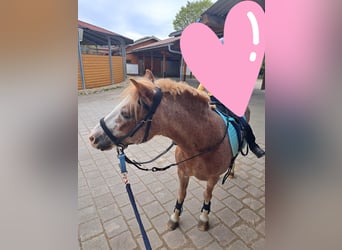 Other Breeds, Mare, 16 years, 11.2 hh, Gray-Red-Tan
