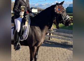 Other Breeds, Mare, 16 years, 12.2 hh, Black