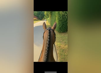 Other Breeds, Mare, 16 years, 12,3 hh, Chestnut-Red