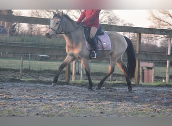 Other Breeds, Mare, 16 years, 14,1 hh, Dun