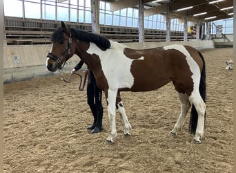 Other Breeds, Mare, 16 years, 14.2 hh, Pinto