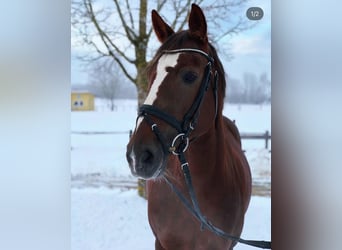 Other Breeds, Mare, 16 years, 14,3 hh, Chestnut