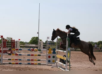 Other Breeds Mix, Mare, 16 years, 14,1 hh, Roan-Red