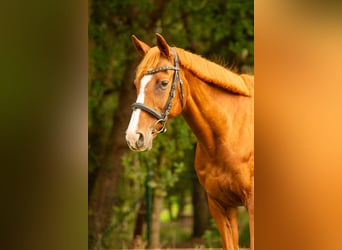 Other Breeds Mix, Mare, 16 years, 15,1 hh, Chestnut-Red