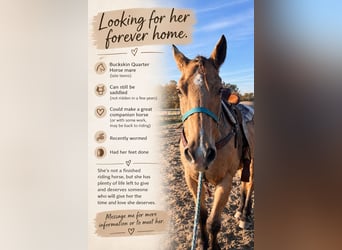 Other Breeds, Mare, 16 years, 15 hh, Buckskin