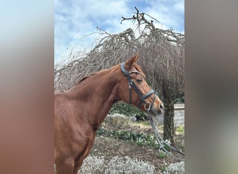 Other Breeds, Mare, 16 years, 15,1 hh, Chestnut-Red