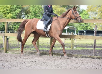 Other Breeds, Mare, 16 years, 16.1 hh, Chestnut-Red