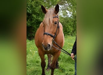 Other Breeds, Mare, 16 years, 16 hh, Chestnut-Red