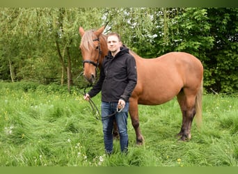 Other Breeds, Mare, 16 years, 16 hh, Chestnut-Red