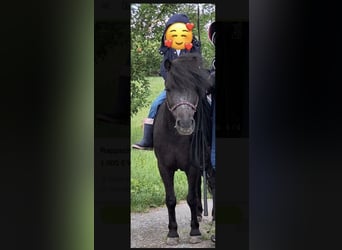 Other Breeds, Mare, 16 years, 9.1 hh, Grey-Dark-Tan