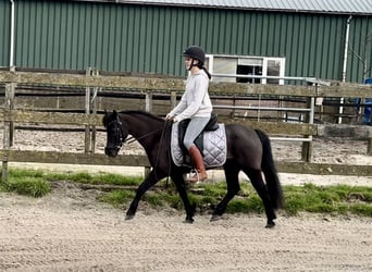 Other Breeds, Mare, 17 years, 12 hh, Black
