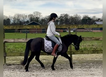 Other Breeds, Mare, 17 years, 12 hh, Black