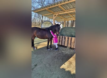Other Breeds Mix, Mare, 17 years, 15.1 hh, Smoky-Black