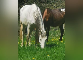 Other Breeds, Mare, 17 years, 15.2 hh