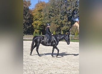 Other Breeds, Mare, 17 years, 16,2 hh, Black