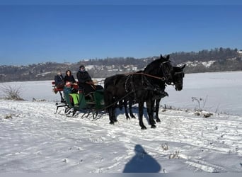 Other Breeds, Mare, 17 years, 16,2 hh, Black