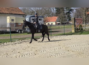 Other Breeds, Mare, 17 years, 16,2 hh, Black