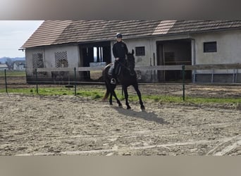 Other Breeds, Mare, 17 years, 16,2 hh, Black