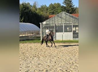 Other Breeds, Mare, 17 years, 16,2 hh, Black