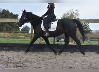 Other Breeds, Mare, 17 years, 16 hh, Bay-Dark