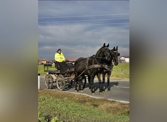 Sonstige Rassen, Stute, 17 Jahre, 17 hh, Rappe