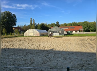 Sonstige Rassen, Stute, 17 Jahre, 17 hh, Rappe